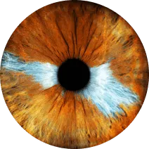 bruine en blauwe iris